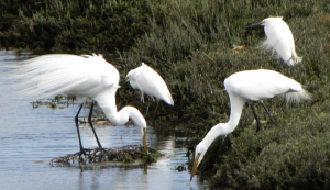 Egrets enjoying life at Ballona Wetlands, unaware there is a plan to destroy their home