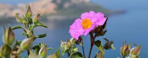 Mediterranean Cistus incanus Tea (Rock Rose) from Linden Botanicals