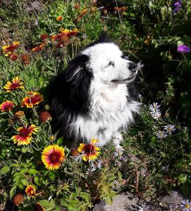 Stella, age 15, takes time to smell the flowers. Old dogs can learn new tricks and teach us lessons about life. #AdoptedASeniorDog