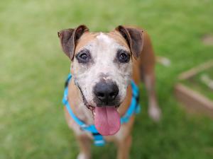 Baylord, age 8, is ready and waiting to be adopted at the Maui Humane Society.
