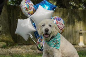 Once neglected, Molly, age 8, celebrates having found a forever home. Before adoption, she received veterinary care through a Grey Muzzle grant to Stop the Suffering Animal Rescue in Ohio.