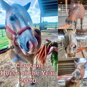 Clayton is winner of RED Arena Horse of the Year 2020