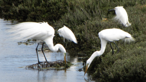   The War on Wildlife is being waged against the animals in LA's Ballona Wetlands!