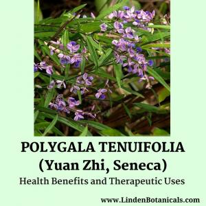 Polygala tenuifolia (Yuan Zhi) from Linden Botanicals