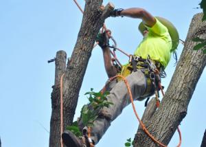 Tree Removal Arborist at Work