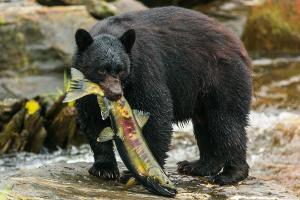 Bear catching dinner in Alaska.