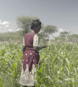 Salina, a Provivi farmer in Kenya, inspecting her corn field