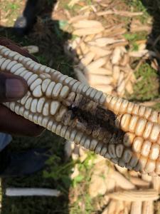 Damaged corn cob from Fall Armyworm