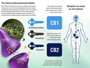 CBD, CBN and THC fit like a lock and key into existing human receptors.  These receptors are part of the endocannabinoid system which impact physiological processes affecting pain modulation, memory, and appetite plus anti-inflammatory effects and other i