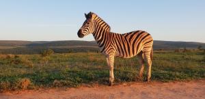 a lone zebra - some species of zebra are facing population pressure