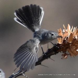 Black-tailed Gnatcatcher spreading his wings