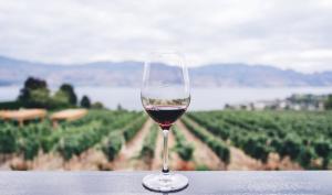 red wine contains resveratrol, abundant in polyphenol , they  active Sirtuins  genes