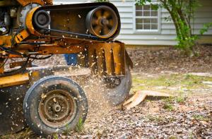Tree & stump removal service in Scarborough