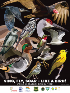 The birds featured on the 2021 World Migratory Bird Day poster represent diverse species that migrate long distances from wintering to breeding sites. Species include the Sandhill Crane, Yellow Warbler, and Turkey Vulture.