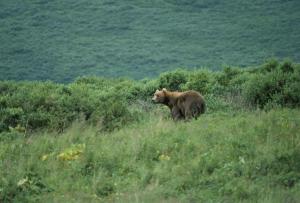 Bear waits in the brush