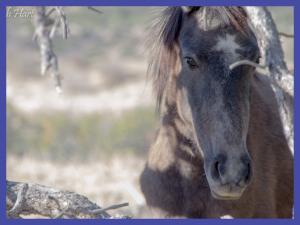 Wild horses photo by Roch Hart