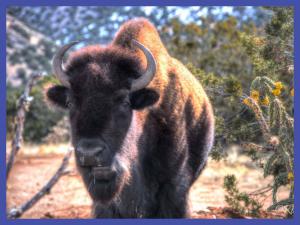 Photo of wild bison by Roch Hart