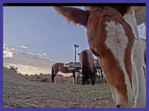 Photo of wild horses at WPM feeding hub