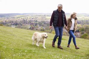 Mature Couple Taking Golden Retriever For Walk