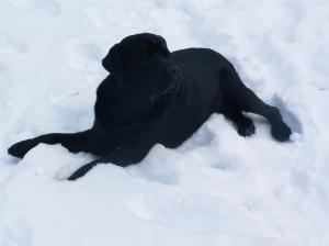 A black labrador lying in the snow