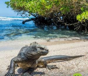 galapagos marine iguana beach cruise expedition reptile