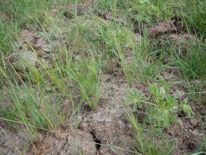 Wild horses are natures co-evolved reseeding experts. The photo of grasses and plants springing-forth from wild horse droppings. Ruminants (deer, cattle, sheep) digest virtually all of the seeds they consume, stripping native plants, grasses and forbs from the lanscape