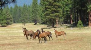 A family of wild horses stands guard over the forest where they live.