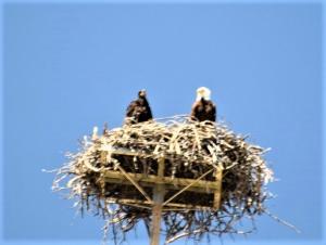 An eagle's nest on the shore of Copco Lake provides access to open-water hunting and prey on and around the lake