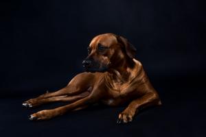 best rhodesian ridgeback puppies for sale in texas