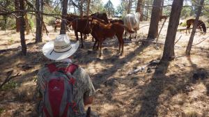 Naturalist William E. Simpson II studying a wild horse family in a forest and their symbiotic grazing of fuels, reducing the wildfire fuels under the forest canopy. Photo: Carla Bowers