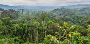 The Congo Rainforest