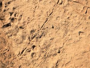 Animal tracks in a wild horse ecosystem proves biodiversity in their presence