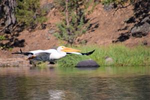 The mirgratory American White Pelican has critical habitat on Copco Lake (formed by Copco 1 dam). They are protected under law (AB-454) in California. Photo: M. Gough