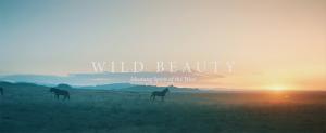 Wild Beauty - Spirit of the Mustang West