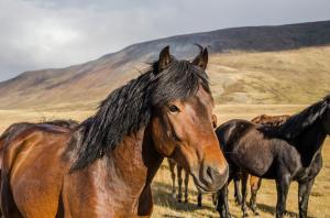 Photo Utah Wild Horses