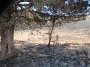 Horse droppings near a Juniper tree used by wild horses for shelter has survived a castrophic wildfire. The horses removed fuel under the tree and scratched-off the low limbs (aka: fire-ladders) making the tree fire-resistant