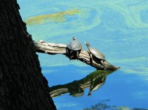 Western Pond Turtles: a species