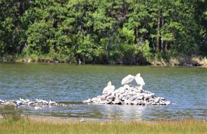 Arctic Terns & American While Pelicans at Copco Lake