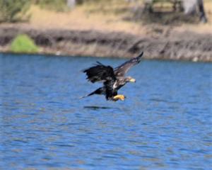 A Golden Eagle is seen fishing on Copco Lake. Both Bald and Golden Eagles, being large raptors require areas of open-water to catch the fish they eat. Photo: M. Gough