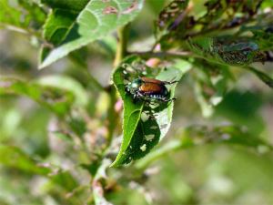 Japanese Beetle Damage to plants