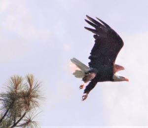 This photo of a Bald Eagle at Copco Lake was taken by 16-year old Jake Morgan who lives at in the Copco Lake Community