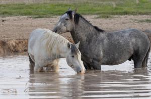 Photo Utah wild horses