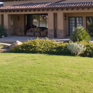 Sod example in a yard