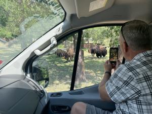 Tour privado de Black Hills en el circuito de vida silvestre del Parque Estatal Custer con American Bison