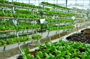 Indoor Farming Market