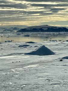 Penguins traverse part of the Antarctic melt