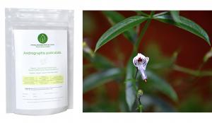 Andrographis paniculata sold by Linden Botanicals