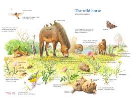Wild Horses are 'keystone herbivores' and are critical components in a balanced ecosystem: Image from Rewilding Europe