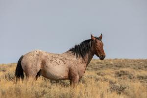 Photo of Wyoming Wild a Horse