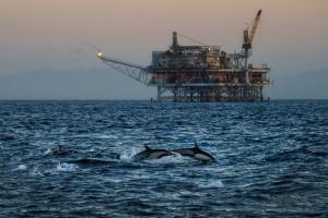 Dolphins near Fossil Fuel Operation - Photo courtesy of Peter Bennett